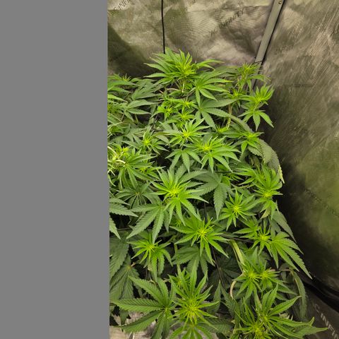 Jedi Juice growlog timeline photo