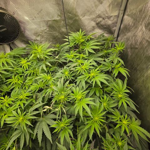 Jedi Juice growlog timeline photo
