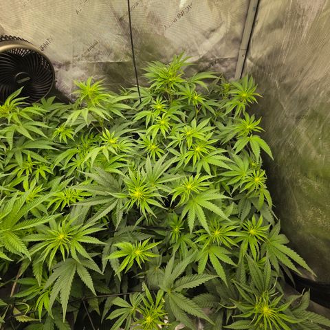 Jedi Juice growlog timeline photo