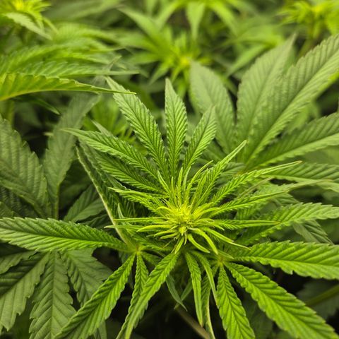Jedi Juice growlog timeline photo