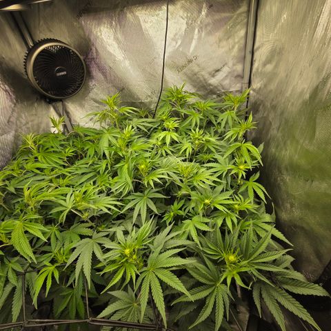 Jedi Juice growlog timeline photo
