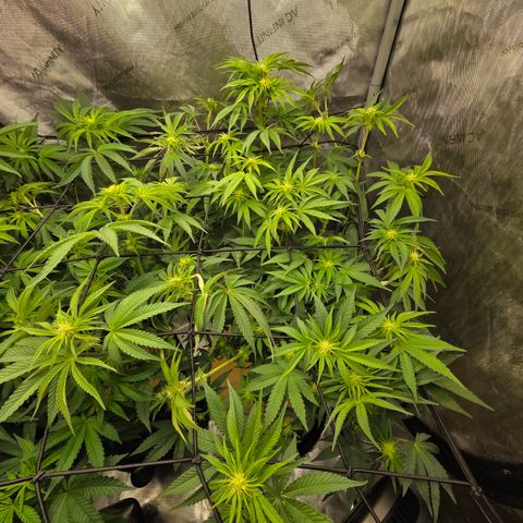Jedi Juice growlog timeline photo