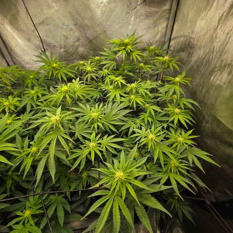Jedi Juice growlog timeline photo
