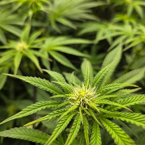 Jedi Juice growlog timeline photo