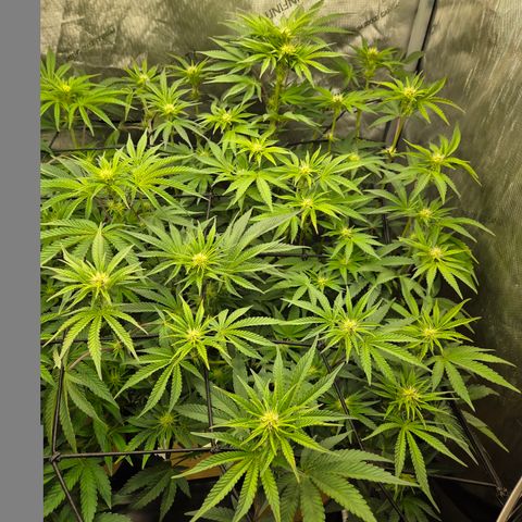 Jedi Juice growlog timeline photo