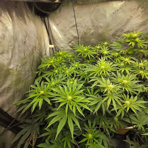 Jedi Juice growlog timeline photo