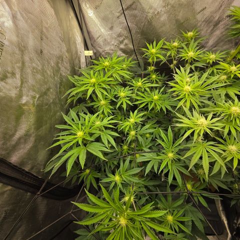 Jedi Juice growlog timeline photo