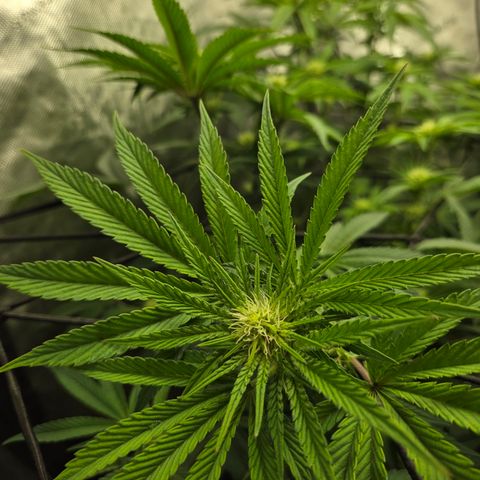 Jedi Juice growlog timeline photo