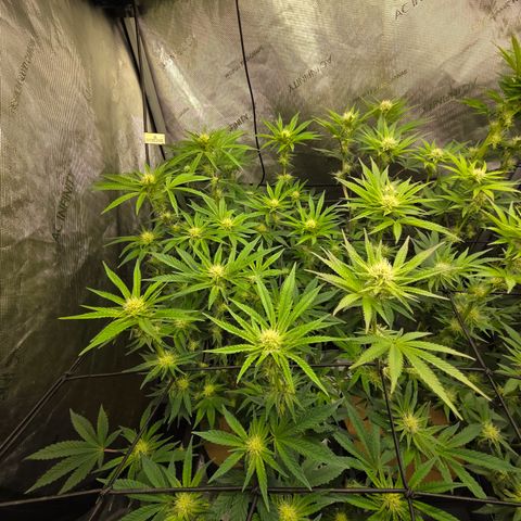 Jedi Juice growlog timeline photo