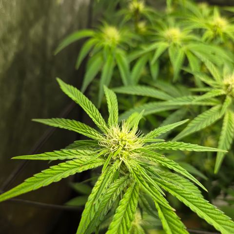 Jedi Juice growlog timeline photo