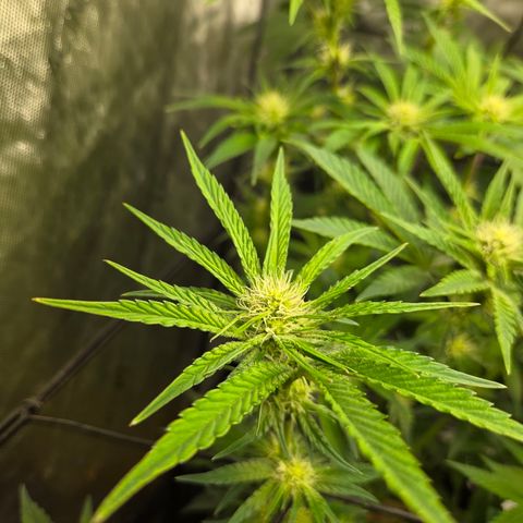 Jedi Juice growlog timeline photo