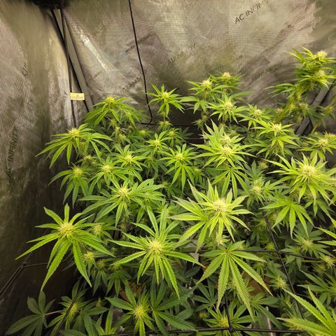 Jedi Juice growlog timeline photo