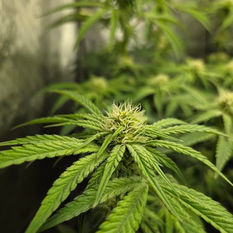 Jedi Juice growlog timeline photo