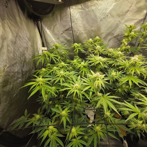 Jedi Juice growlog timeline photo