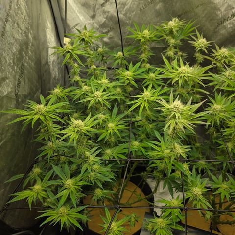 Jedi Juice growlog timeline photo