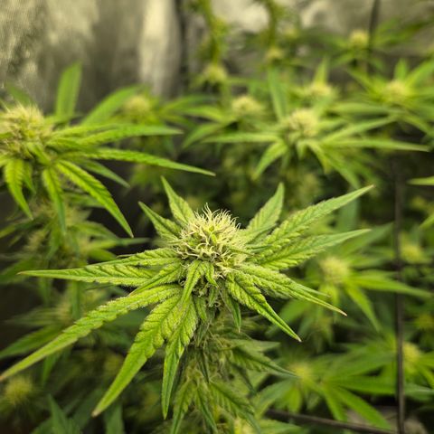 Jedi Juice growlog timeline photo