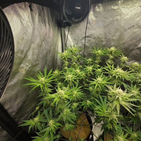 Jedi Juice growlog timeline photo
