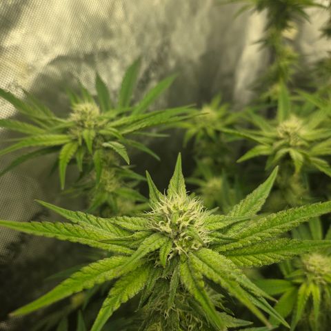 Jedi Juice growlog timeline photo