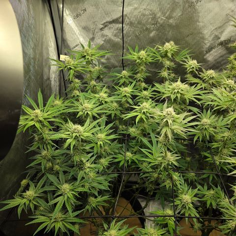 Jedi Juice growlog timeline photo