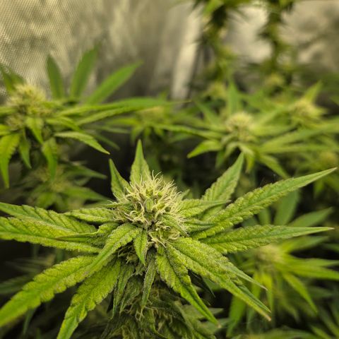 Jedi Juice growlog timeline photo