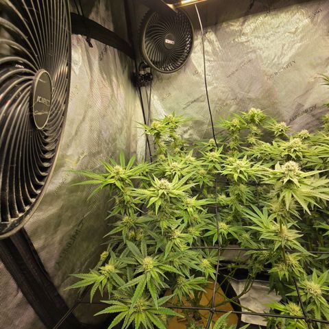 Jedi Juice growlog timeline photo