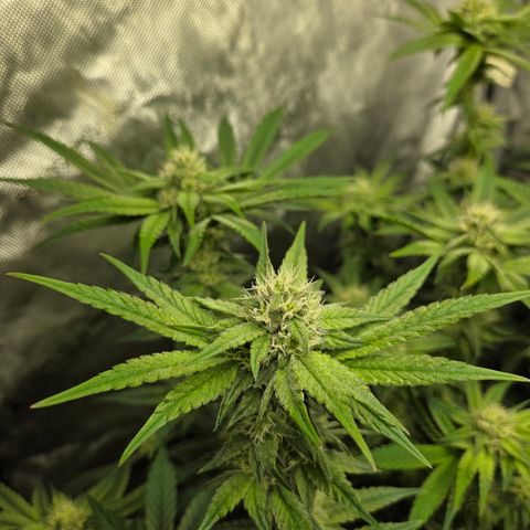 Jedi Juice growlog timeline photo