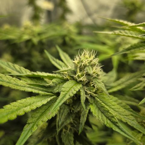 Jedi Juice growlog timeline photo