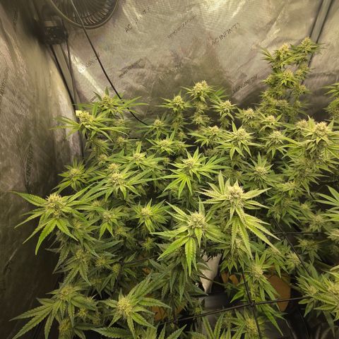Jedi Juice growlog timeline photo