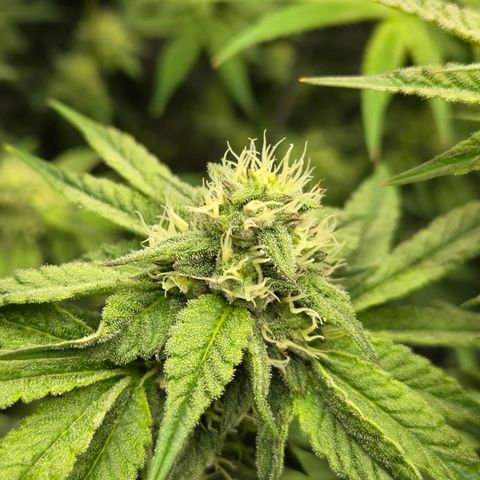 Jedi Juice growlog timeline photo