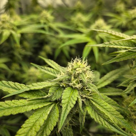 Jedi Juice growlog timeline photo