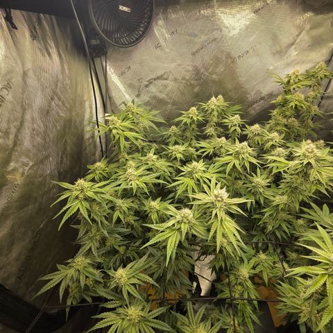 Jedi Juice growlog timeline photo