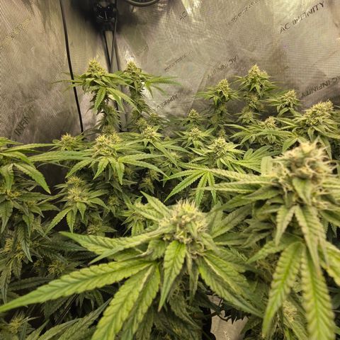 Jedi Juice growlog timeline photo