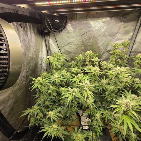 Jedi Juice growlog timeline photo