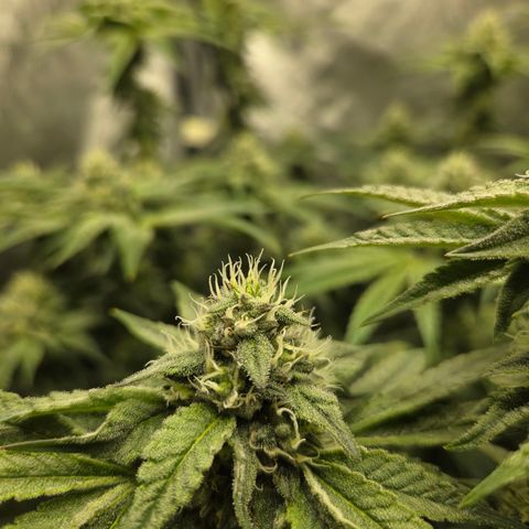 Jedi Juice growlog timeline photo