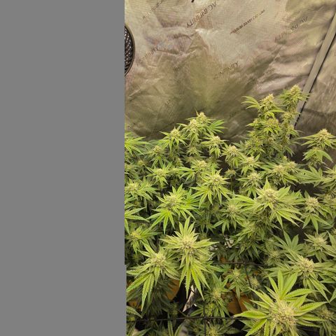 Jedi Juice growlog timeline photo