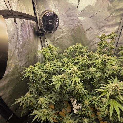 Jedi Juice growlog timeline photo