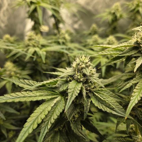 Jedi Juice growlog timeline photo
