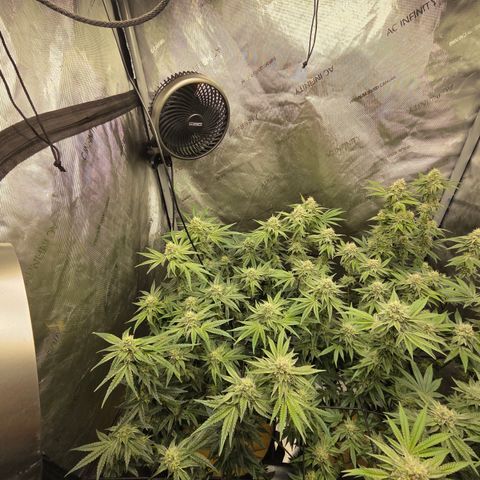 Jedi Juice growlog timeline photo