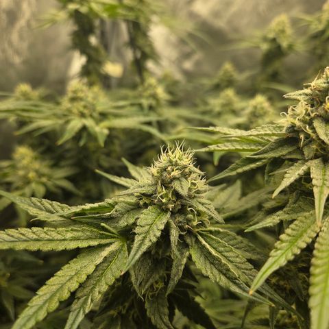 Jedi Juice growlog timeline photo