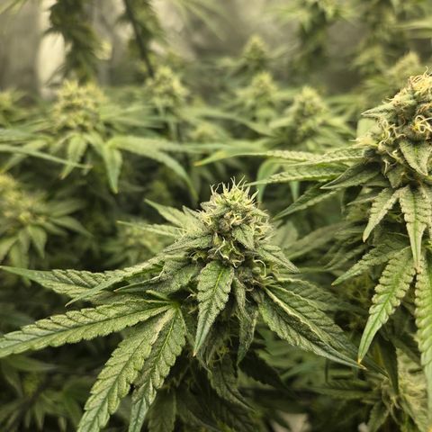 Jedi Juice growlog timeline photo