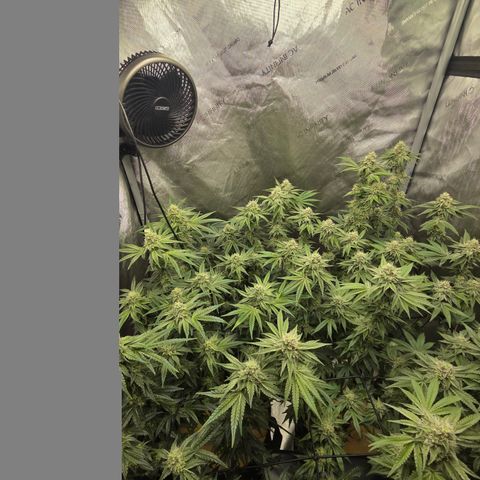 Jedi Juice growlog timeline photo