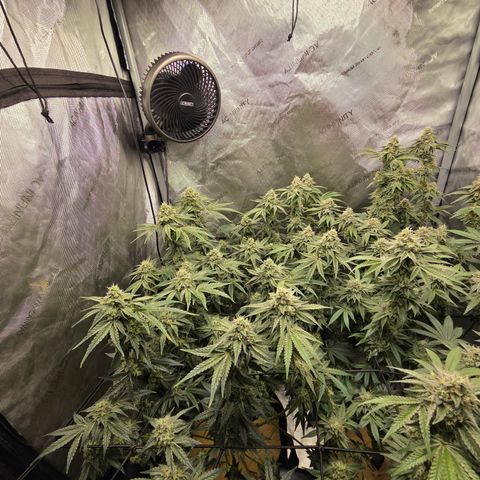 Jedi Juice growlog timeline photo
