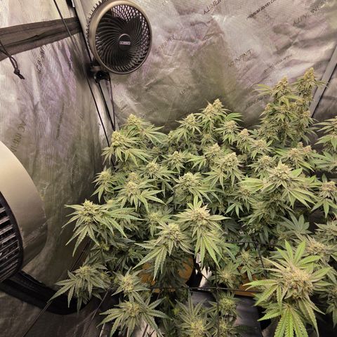 Jedi Juice growlog timeline photo