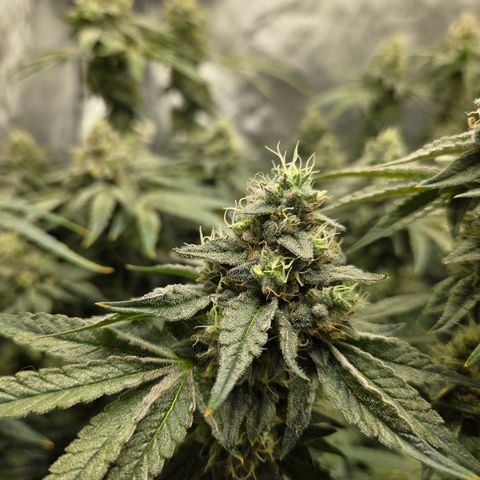 Jedi Juice growlog timeline photo