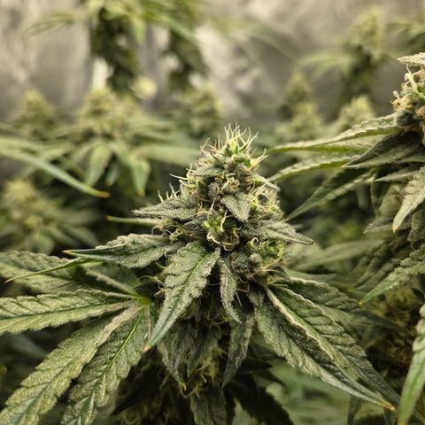 Jedi Juice growlog timeline photo