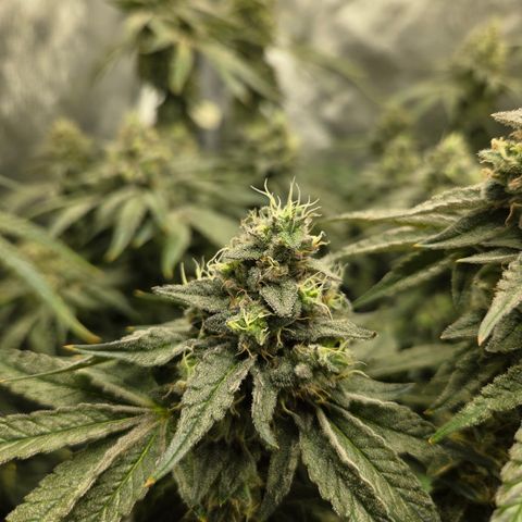Jedi Juice growlog timeline photo