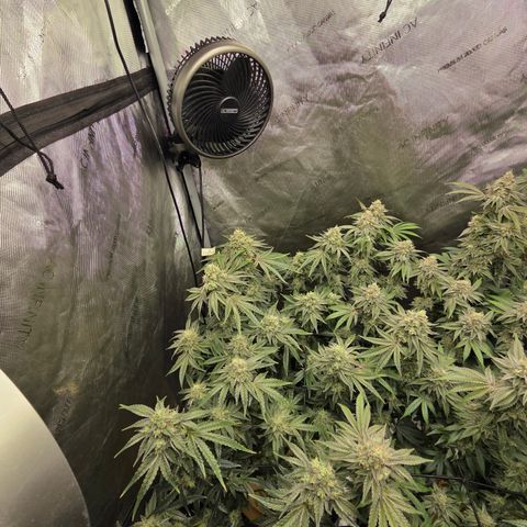 Jedi Juice growlog timeline photo