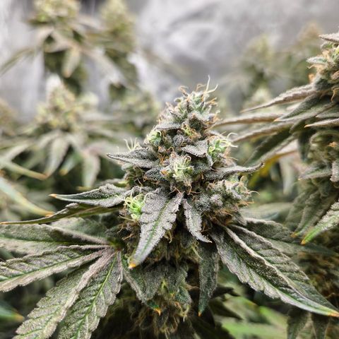 Jedi Juice growlog timeline photo