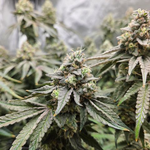 Jedi Juice growlog timeline photo