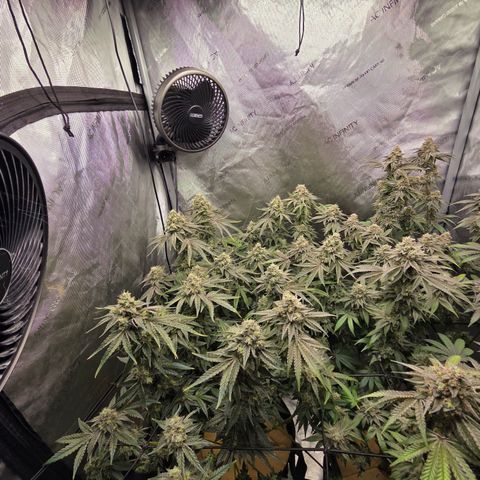 Jedi Juice growlog timeline photo